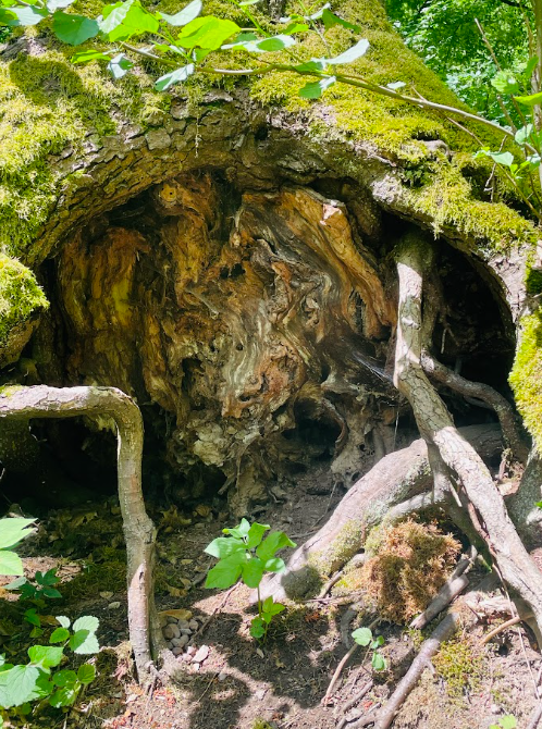Kapradinový král image